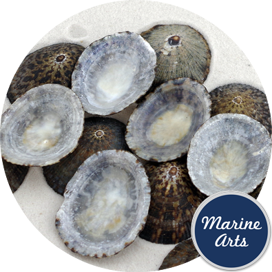 8483 - Blue Limpets - 50 Pack