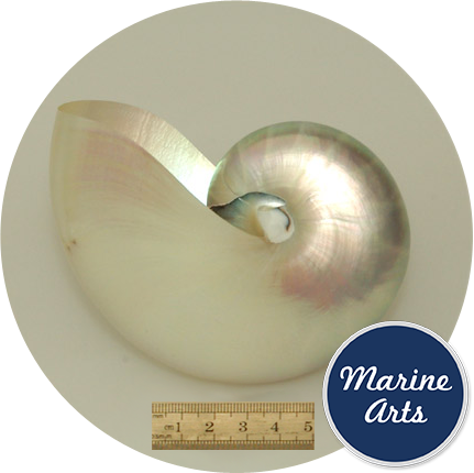 Nautilus Pearl Large 10cm