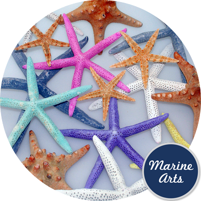8749 - Starfish Assorted Colours 7.5-20cm