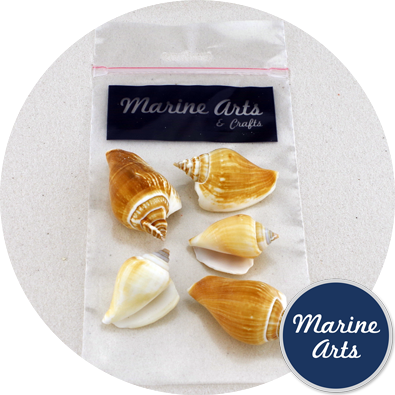 Hobby & Craft Pack - Tulip Conch