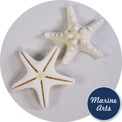 8988 - Starfish Bleached Knobbly Medium 5-7cm