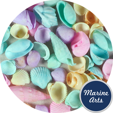 Coloured Pastel Clam Rose Cockle