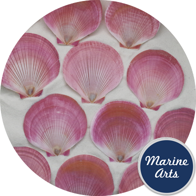 8068 - Harvest Moon Scallop - Wholesale Pack