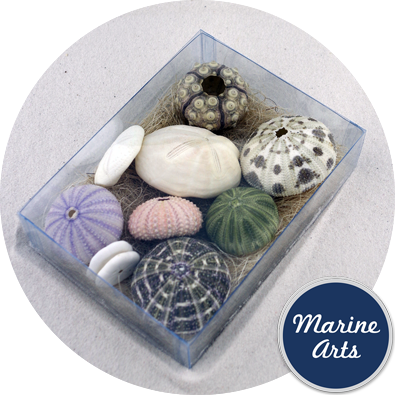 8072 - Sea Urchin - Assorted Pack