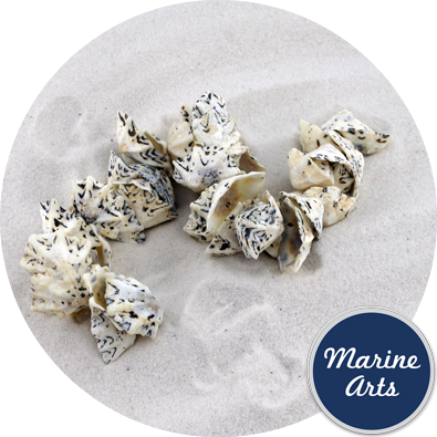 8075 - Drilled - Star Limpet - Sea Shell Garland