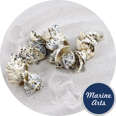 - Drilled - Star Limpet - Sea Shell Garland