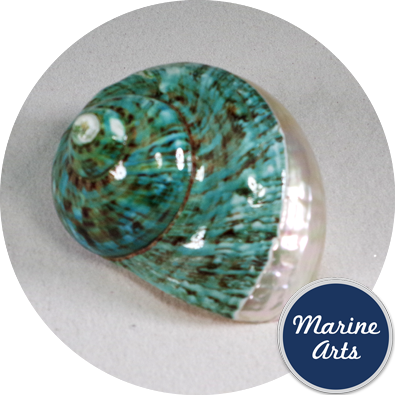 8086-P19 - Jade Turbo - Polished Top  3.5"