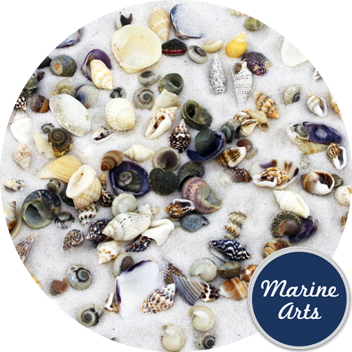 Mini Craft Shells - Bargain Box 5-20mm