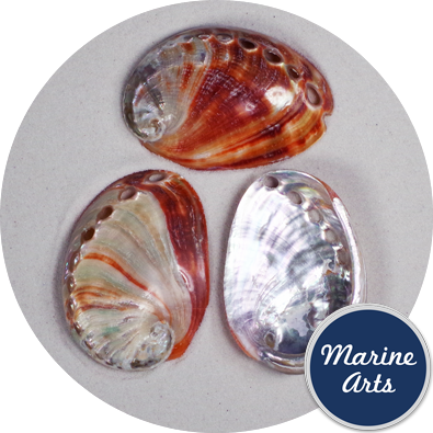 Polished Abalone - Red - 6-7.5cm