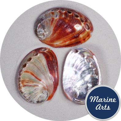 - Polished Abalone - Red - 6-7.5cm