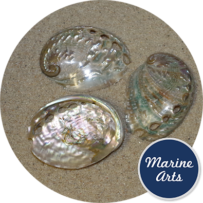 8207 - Polished Abalone - Aqua Blue