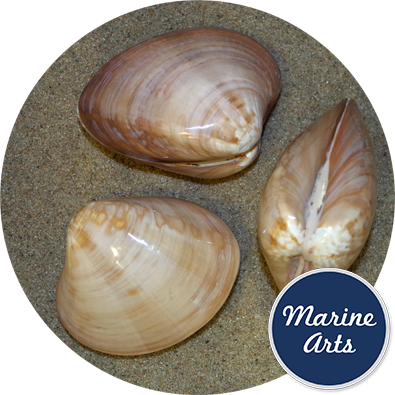 - Polished Cappuccino Clam Pair Large 6-7cm