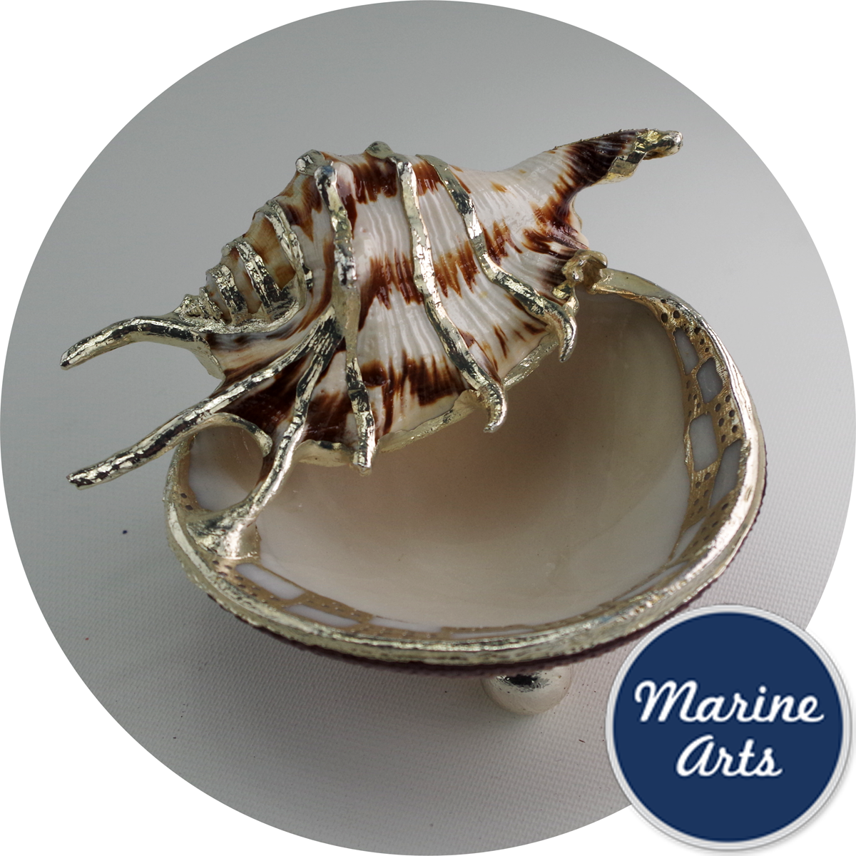 Silver edge clam shell dish with shell accent