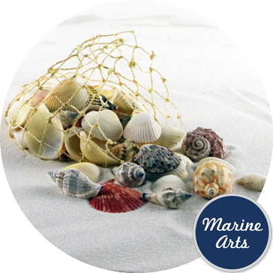 - Assorted Shells - Natural Fibre Net - 350g