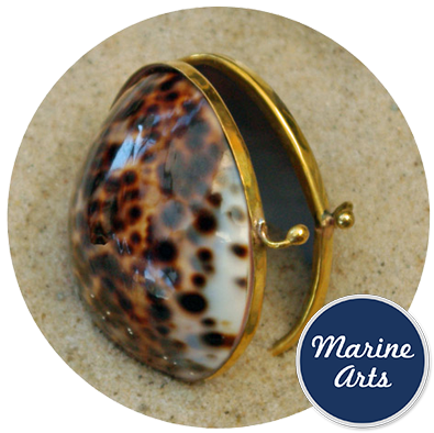 - Polished Shell Purse - Cowrie