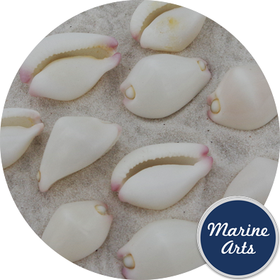 - Cowrie Shell - Little Egg - Project Pack