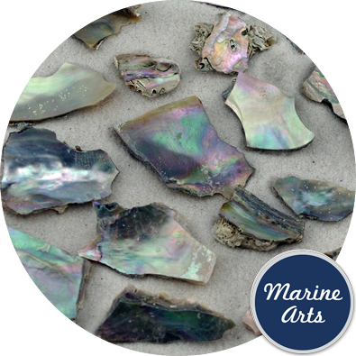 - Tumbled Abalone - Natural