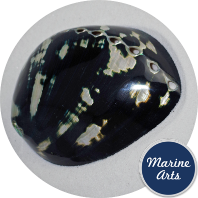 8407 - Polished Black Abalone  10cm