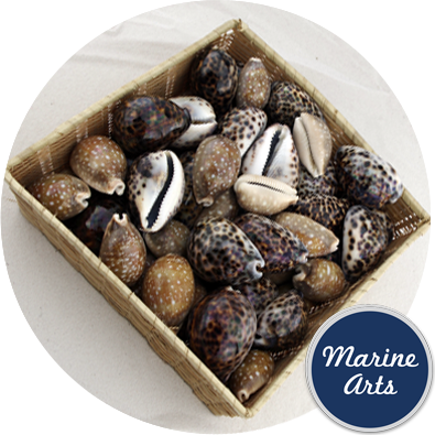 Basket - Jungle Cowrie Selection