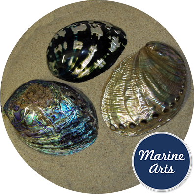 8469 - Luxury Abalone Collection (3 Shells)