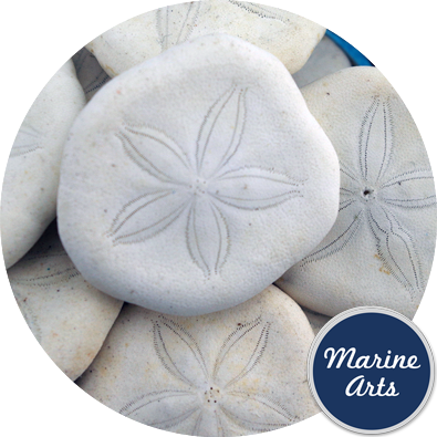 Sand Dollars