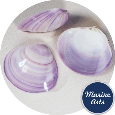 Polished Violet Clam