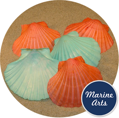 8531 - Coloured Scallop Deeps