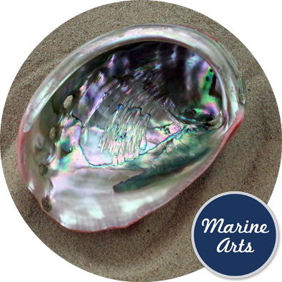 - Polished Red Abalone  16cm
