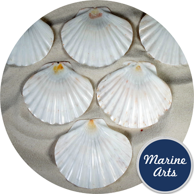 8558 - Polished Flat Scallop