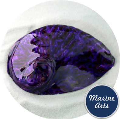 - Polished Abalone - Royal Purple 100-125mm