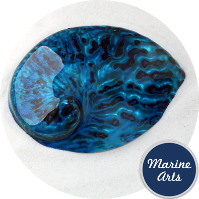 - Polished Aqua Abalone  100-125mm