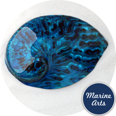 8580-P16 - Polished Aqua Abalone  100-125mm