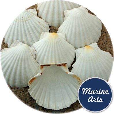 8602/100 - Atlantic Scallop Shells - Medium - 100 Shell Catering Pack