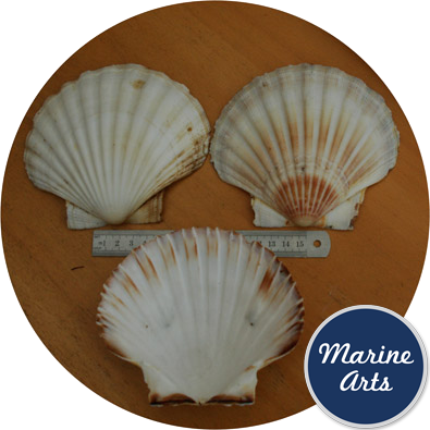 8604/100 - Atlantic Scallop Shells - Large - 100 Shell Catering Pack