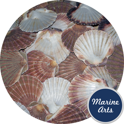 8605C - Sea Washed - Flat Scallop Shells