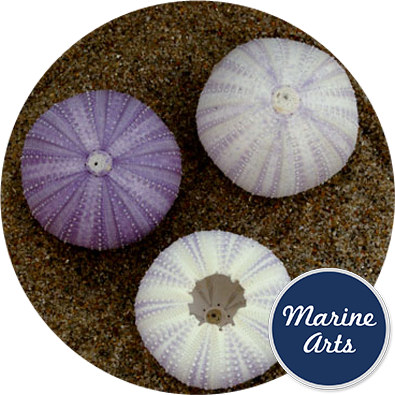 - Sea Urchin - White Lilac