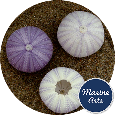 8606 - Sea Urchin - White Lilac