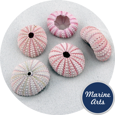 8607 - Sea Urchin - Pink