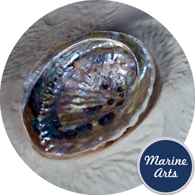 8615-11 - Abalone (Paua) Shell 11cm