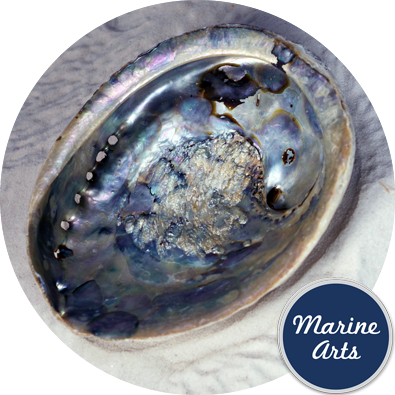 8615-15 - Abalone (Paua) Shell 15cm