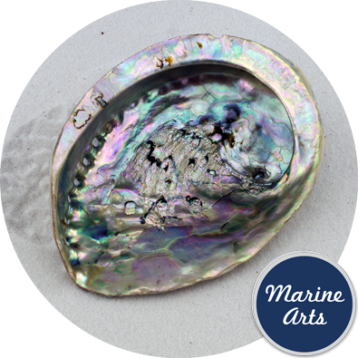 8615-12 - Abalone (Paua) Shell 12cm