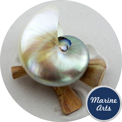 8646-P16 - Nautilus Pearl Large 10-12cm