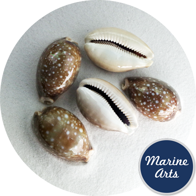 8676-46 - Cowrie - Pacific Deer 4-6cm