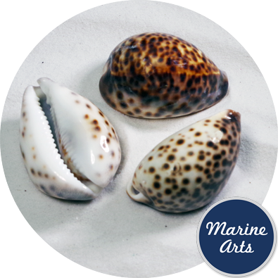 8679 - Cowrie Tiger Standard 5-7cm