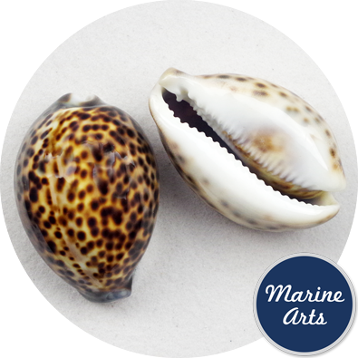 - Cowrie Tiger Large 7-9cm