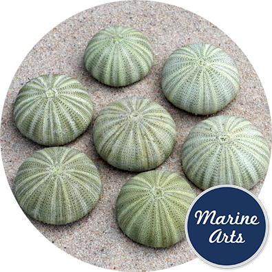 8682 - Sea Urchin - Green