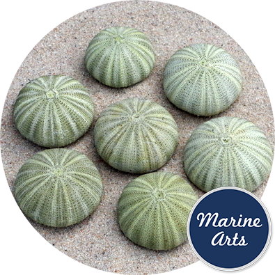 - Sea Urchin - Green