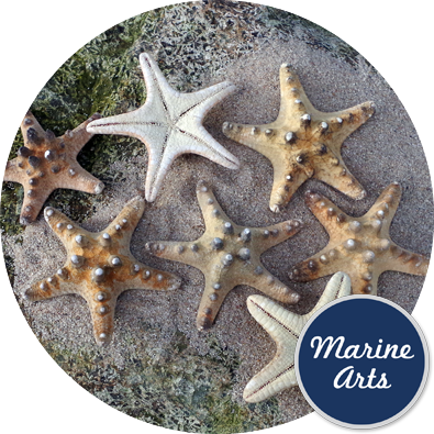 - Starfish Knobbly Small 5-7.5cm