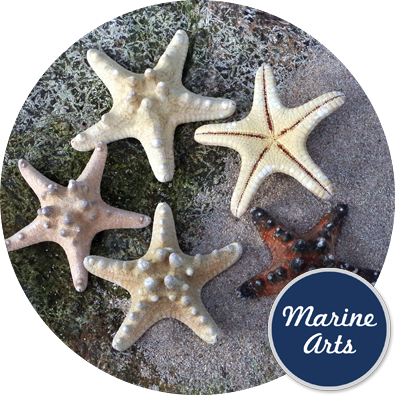 - Starfish Knobbly Medium 7.5-10cm