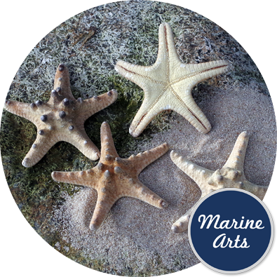 Starfish Natural Small 6-7cm, Marine Arts - Wholesale Shells